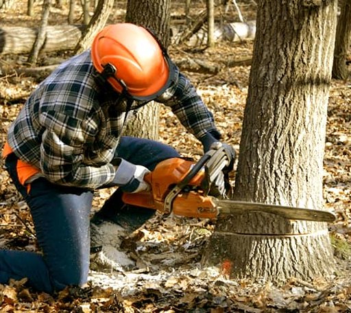 Tree Removal in Oliver, GA